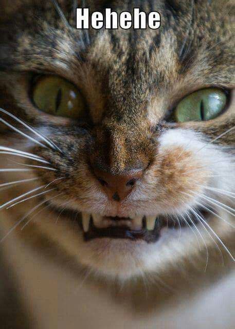 evil cat laugh|evil cat pictures funny.